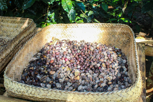 istock Roasting coffee beans luwak on a coffee plantation in Bali 1278805790