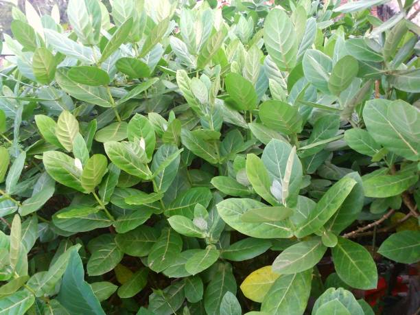 istock Calotropis gigantea,Herbal medicine 1278806507