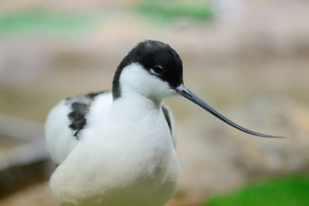 istock Bird Recurvirostra avosetta. Close up shot 1278806662