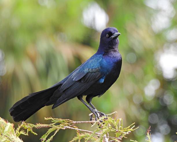 istock Boat-tailed Grackle (Quiscalus major) male perched in a tree 1278806665