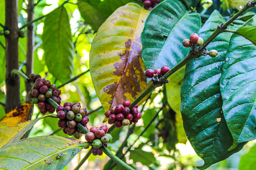Coffee beans ripening, fresh coffee beans on coffee tree