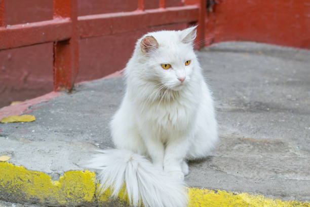 istock White fluffy cat albino with yellow eyes. 1278806831