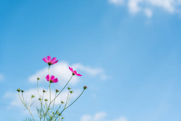 Cosmos swaying in the wind and the blue sky