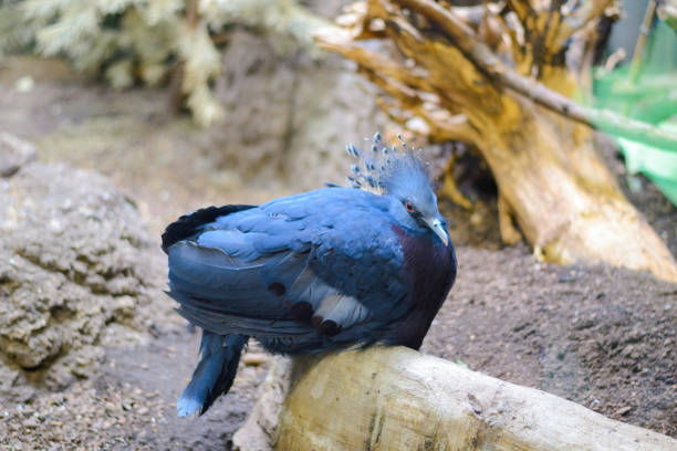 Goura victoria pigeon sits on a branch. On the head of the bird's crest in the form of a crown. Male of a beautiful, tropical bird.