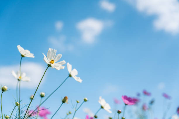 istock Cosmos swaying in the wind and the blue sky 1278808767
