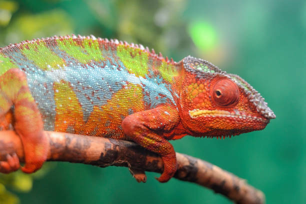 istock The Latin name is the lizard Chamaeleonidae. 1278808885