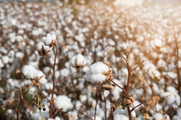 eine weiße baumwollpflanze und ein baumwollfeld, das im hintergrund geerntet werden kann. das konzept der landwirtschaft - cotton plant dry branch stock-fotos und bilder