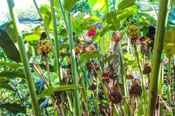 istock Tropical Flowers in Bali 1278810001