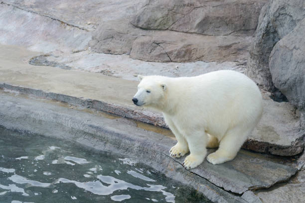 istock Polar bear next to the water. 1278810921