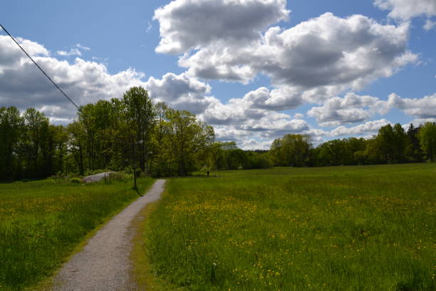 istock Green field with plants and blue bright sky in Sweden forest 1278811340