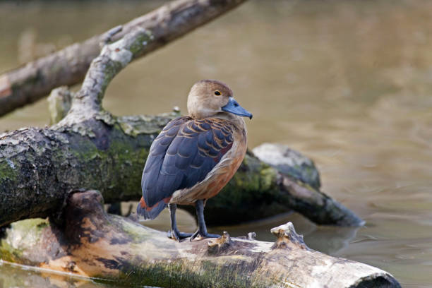 istock Lesser Whistling Duck, Dendrocygna javanica, resting on a log 1278812582