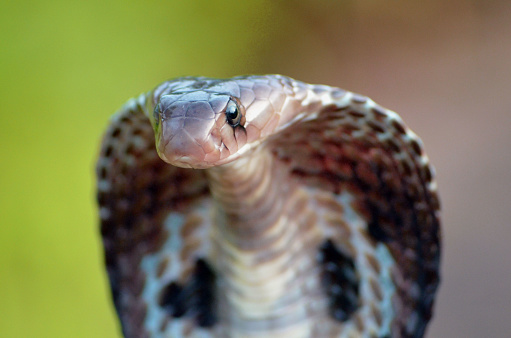 Naja Naja - spectacled cobra portrait