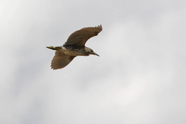 Black-crowned Night-heron Black-crowned Night-heron (Nycticorax nycticorax) immature in flight"n"nJujuy, Argentina            January black crowned night heron nycticorax nycticorax stock pictures, royalty-free photos & images