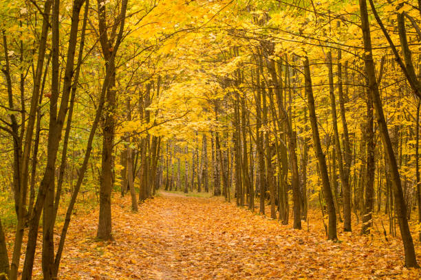 istock The autumn forest. Yellow forest before winter. 1278813237