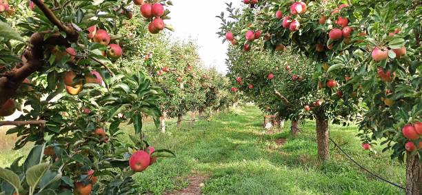 istock apple orchard in october ready for harvesting image 1278813303