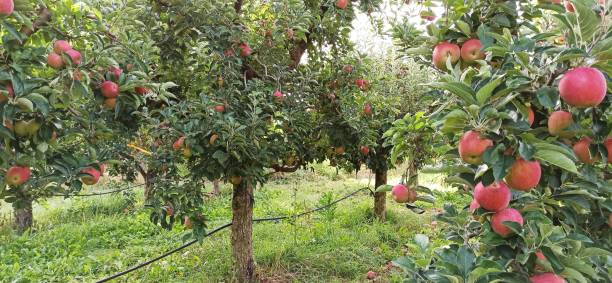 istock apple orchard in october ready for harvesting image 1278813307