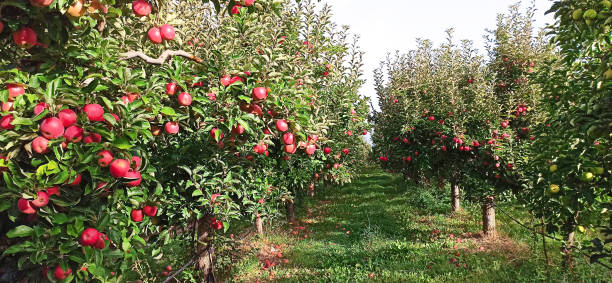 istock Apple trees in an orchard, with red apples 1278813333
