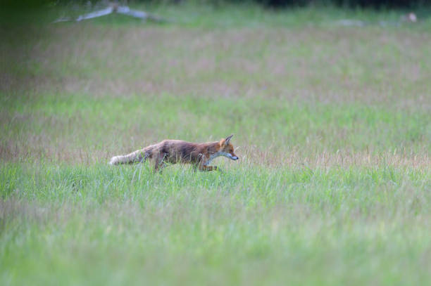 istock Red fox runs across the meadow to the forest 1278814213