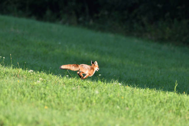 istock Red fox runs across the meadow to the forest 1278814269