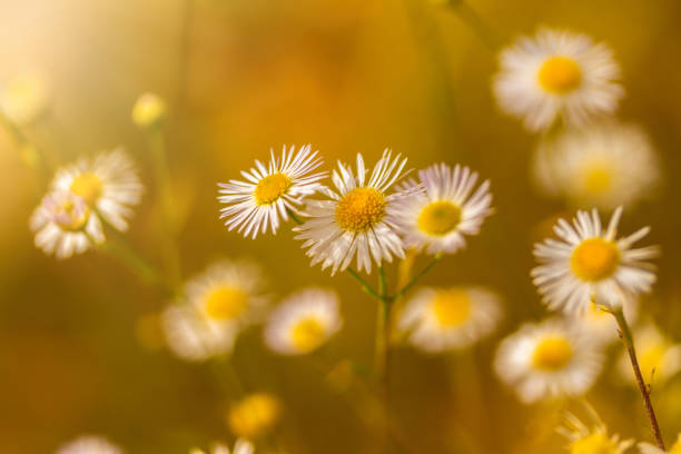 istock Daisies in a meadow close-up in the setting sun.. Selective focus. 1278814588
