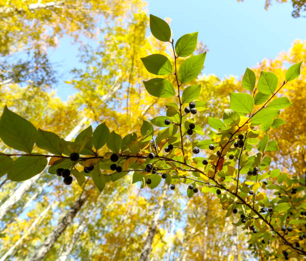 Beautiful bright view of black berries and green leaves close-up.