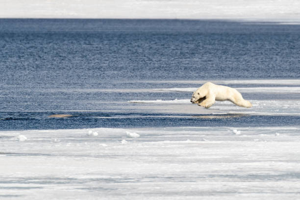 Polar bear in mid air as he jumps from the ice into the Arctic ocean Young adult male polar bear, ursus maritimus, in mid air as he jumps from the fast ice into the Arctic ocean, having spotted a beluga whale in the water. beluga whale jumping stock pictures, royalty-free photos & images