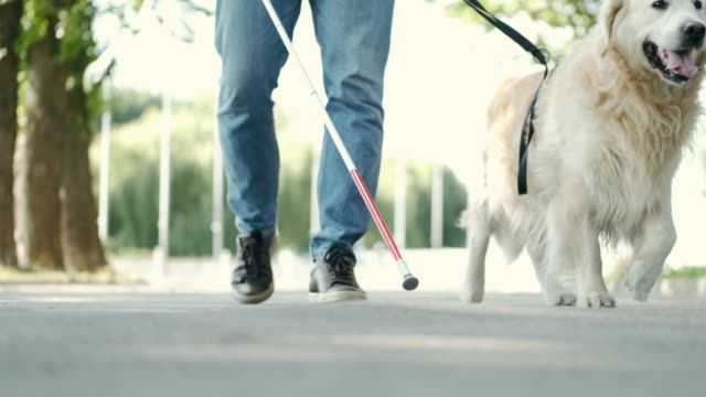 Young blind man with white cane and guide dog walking on sidewalk in a park