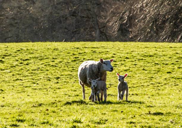 istock Rural Scenes Of Hawick, Scotland. 1278817321