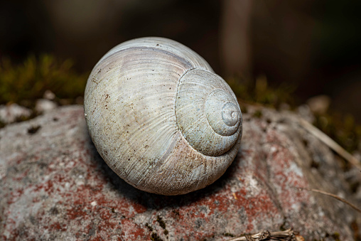the empty shell of a snail in closeup view