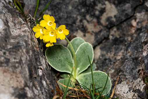 a yellow blooming specimen of bears ear, also known as mountain cowslip in natural environment in the Austrian Alps