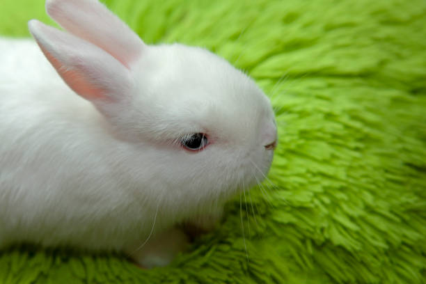 istock image of baby rabbit animal 1278817700
