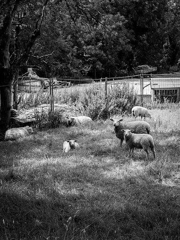 Sheep in a field. The photo is in black and white. Taken in Lorraine, France