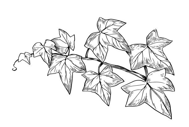 Ivy branch. Vector line sketch Ivy branch. Vector line sketch vine plant illustrations stock illustrations