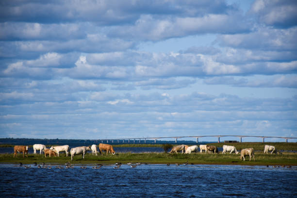 istock The Oland bridge and grazing cattle 1278818537