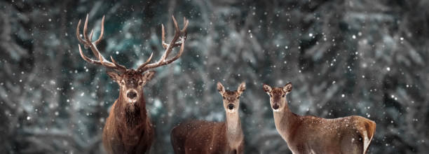 Wild red deer in a fairytale winter forest. Banner format. Winter wonderland. Wild red deer in a fairytale winter forest. Banner format. Winter wonderland. animal family photos stock pictures, royalty-free photos & images