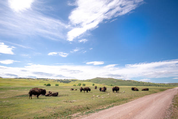 Herd of Bison by the road Herd of American Bison next to a dirt road. It's a beautiful summer day with blue sky dotted with white clouds and deep green grass as far as the eye can see. custer state park stock pictures, royalty-free photos & images