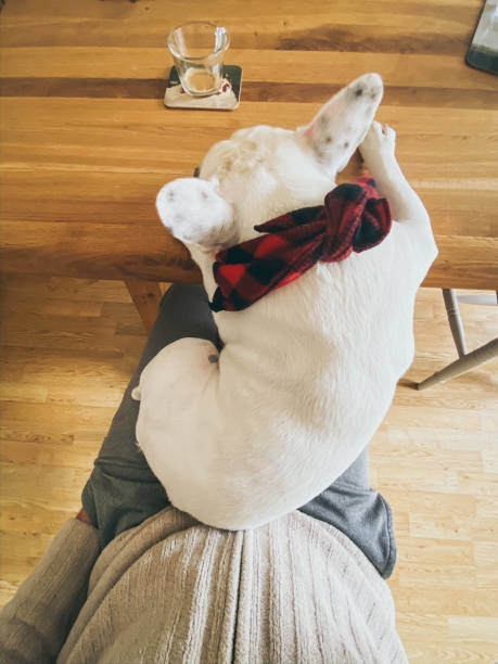 istock Overhead view of dog sleeping on man's lap at the dining table 1278820046