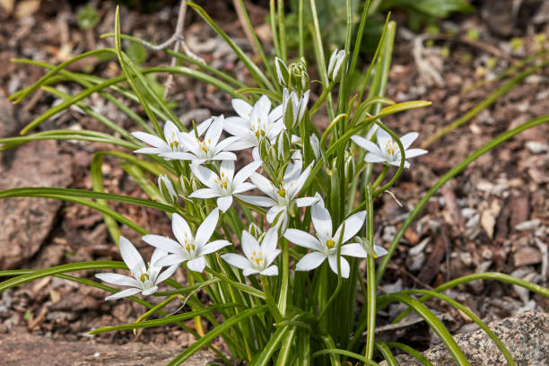 ウンベレートミルキースター、ラテンオルニトホグラムウンベラタム - star of bethlehem ストックフォトと画像