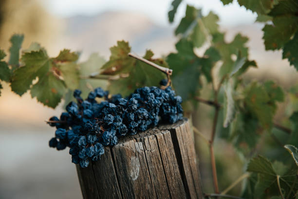 raccolta dell'uva scadente a causa della siccità. vigneto asciutto. primo tempo di foglie d'uva secca in vigna in ottobre. - dried grape foto e immagini stock