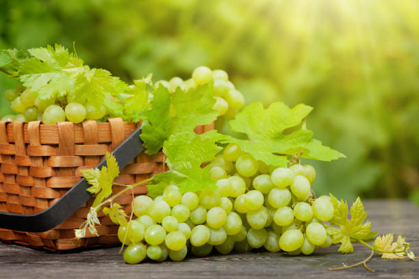 istock Ripe white grape on wooden table in vineyard 1278821536