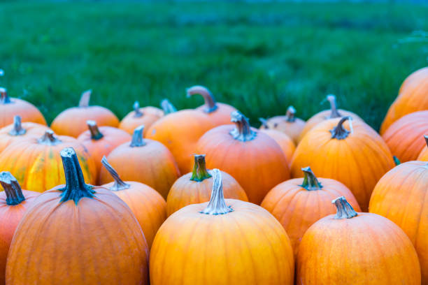 Pumpkins lay piled up upon each other.