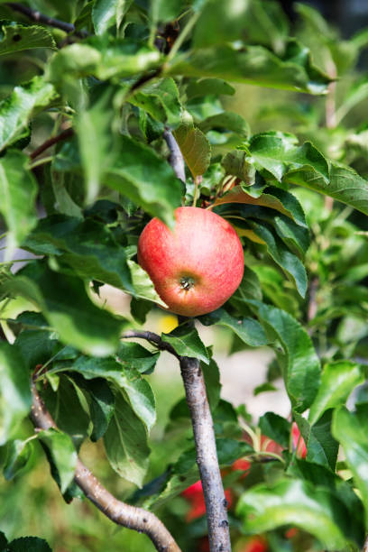 frutti di mele dolci maturi che crescono su un ramo di melo nel frutteto. concetto di vita verde. bioalimento. - jonathan apple foto e immagini stock