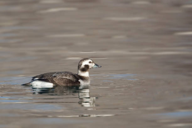 A Female Long-tailed Duck, Clangula hyemalis, resting in the water