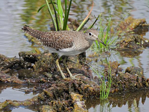 istock Solitary Sandpiper (Tringa solitaria) in the Florida wetlands 1278823708