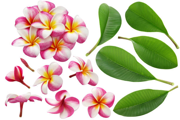varietà di fiori e foglie plumeria - beauty spa massaging spa treatment health spa foto e immagini stock