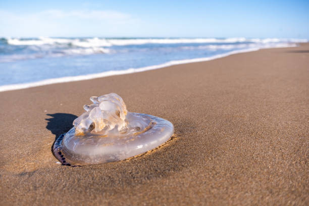 meduse spiaggiate sulla spiaggia - jellyfish foto e immagini stock