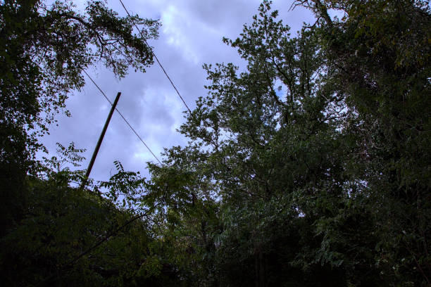 istock An electricity pole framed by trees with a cloudy sky as background 1278826844