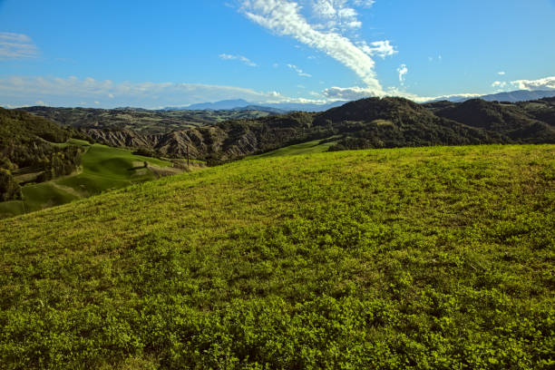 Field on a hill with mountains in the distance