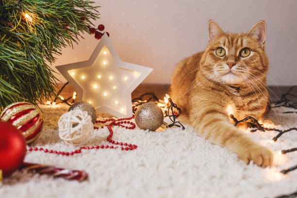istock Ginger cat lie near the Christmas tree. 1278827596