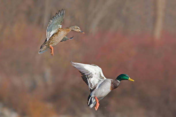 A Pair of Mallards, Anas platyrhynchos, in flight